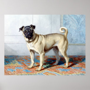 Poster Conradijn Cunaeus Portrait du Carlin d'Edwin Vom R