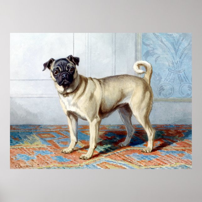 Poster Conradijn Cunaeus Portrait du Carlin d'Edwin Vom R (Devant)