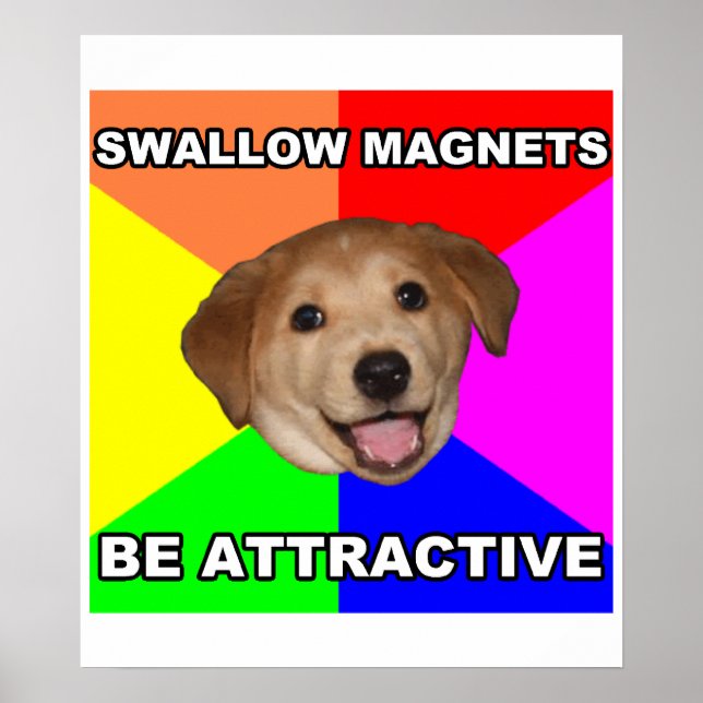 Poster Conseil Chien Swallow Magnets (Devant)