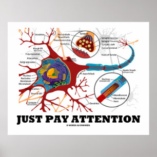 Poster Conseils d'attention Neuron / Synapse