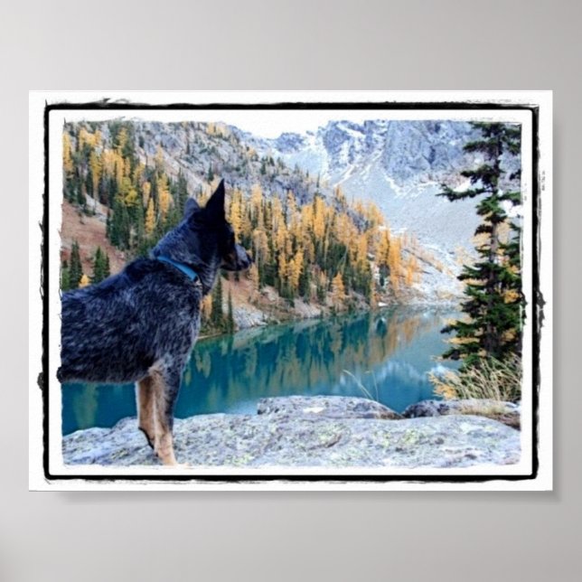 Poster Conservation Canine "Max" Photo/Poster (Devant)