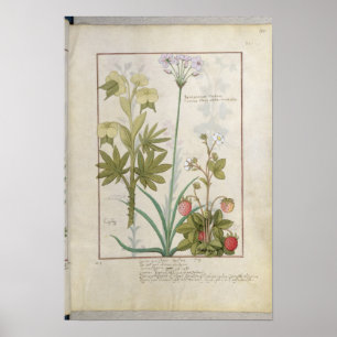 Poster Consiligo, Burreed et fraise