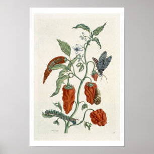 Poster Consoude, "d'un de fines herbes curieux", 1782