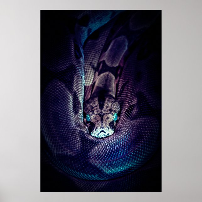 POSTER CONSTRICTEUR BOA CURSÉ (Devant)