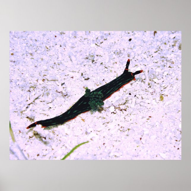 Poster Contredire Nudibranche (Devant)