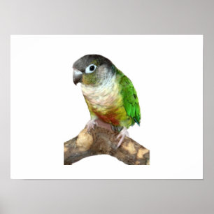 Poster Conure verte à la joue