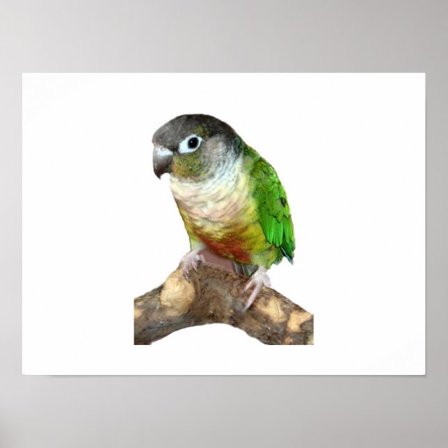 Poster Conure verte à la joue (Devant)