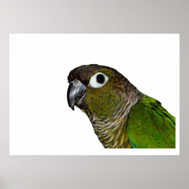 Poster Conure verte à mâcher (Devant)