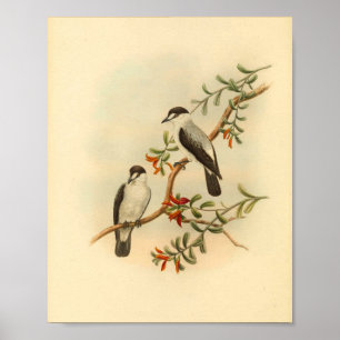 Poster Conversation comme Flycatcher White Bird Vintage I
