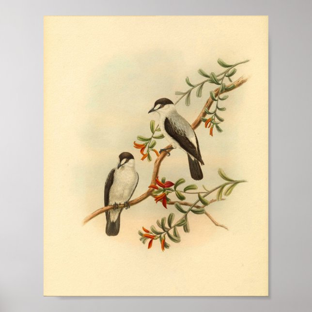 Poster Conversation comme Flycatcher White Bird Vintage I (Devant)