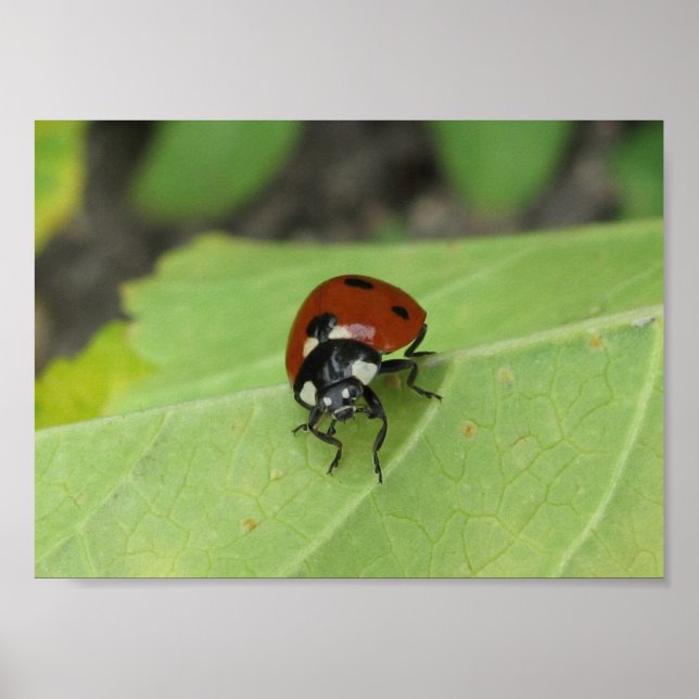 Poster convivial Ladybug (Devant)