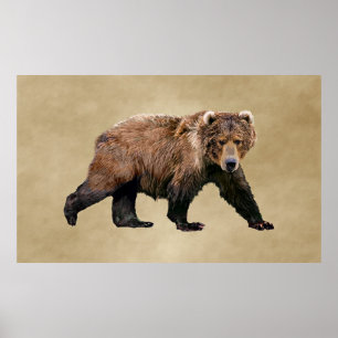 Poster Cook bear