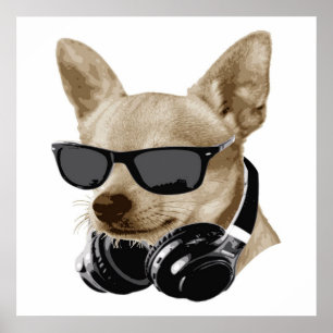 Poster Cool Chihuahua   Chihuahua Portant des lunettes