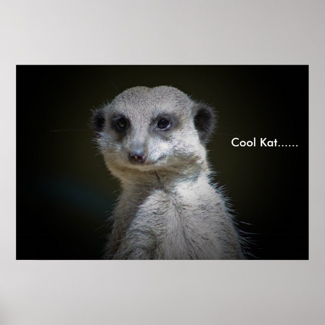 Poster Cool Kat...... (Devant)