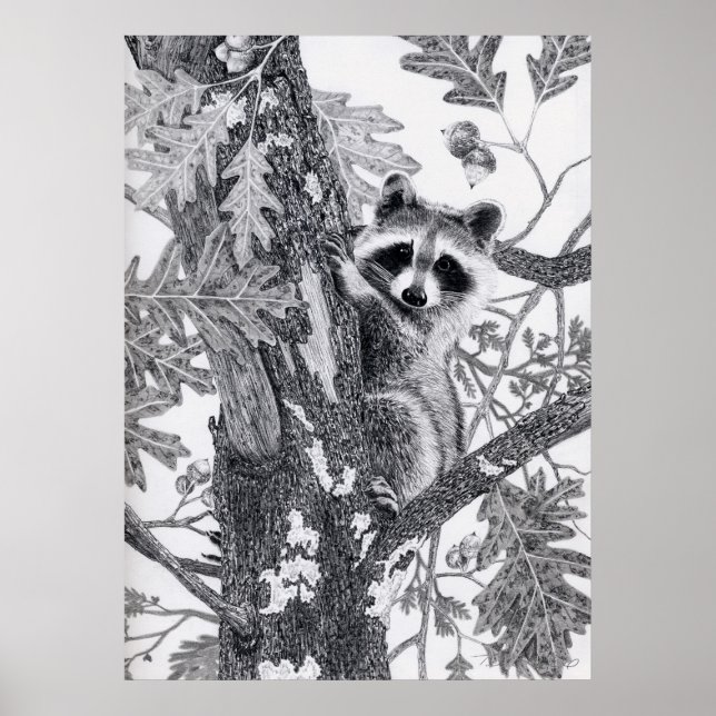 Poster Coonie (Devant)