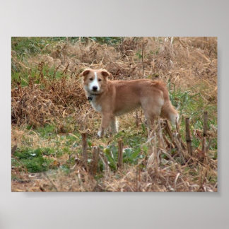 Poster Cooper