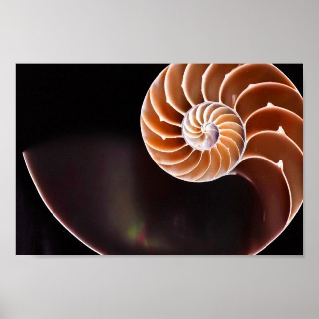Poster - Cooper Fibonacci Sequi Shell (Devant)