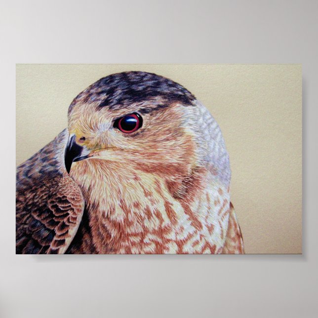 Poster Coopers Hawk (Devant)
