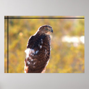 Poster Cooper's Hawk