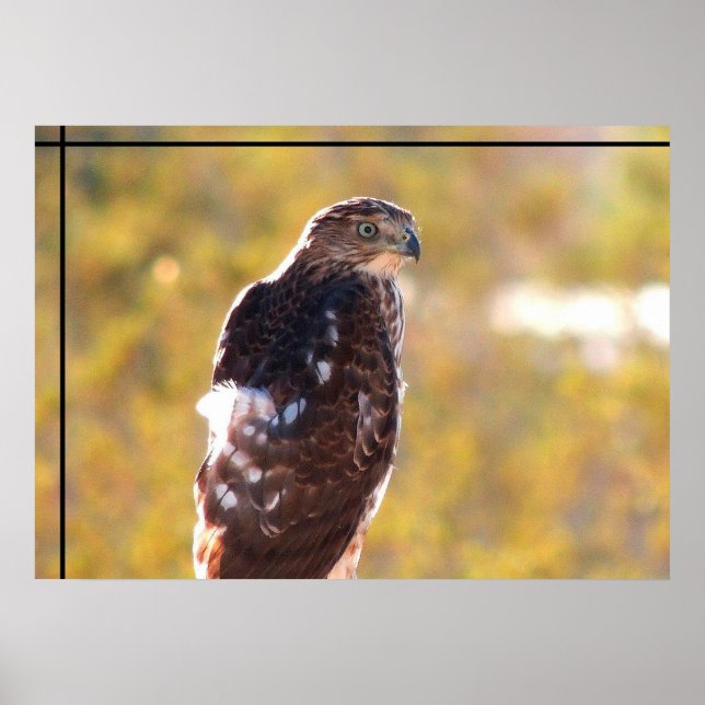 Poster Cooper's Hawk (Devant)