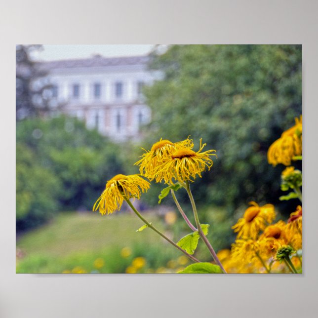 Poster Copenhague, Danemark, Tournesols (Devant)