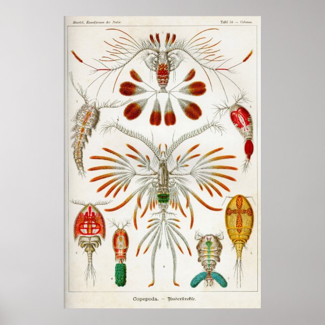 Poster Copepoda (crustacés) (Devant)