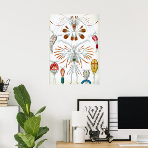 Poster Copepoda vintage Ocean Animaux par Ernst Haeckel