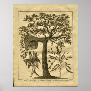 Poster Copie 1817 de fines herbes de Culpeper de