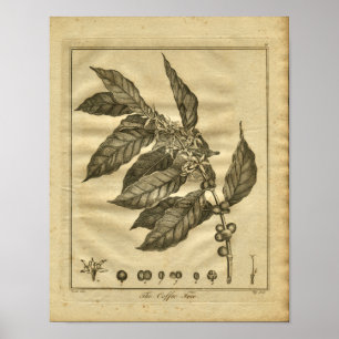 Poster Copie 1817 de fines herbes de Culpeper de caféier