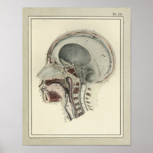 Poster Copie 1831 d'anatomie d'épine de crâne de cru
