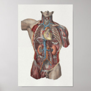 Poster Copie 1867 vintage d'anatomie de reins de coeur