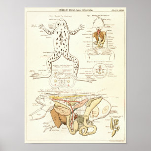 Poster Copie 1881 d'anatomie de biologie de grenouille de