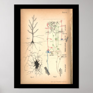 Poster Copie 1901 d'anatomie de neurone de nerf de cru