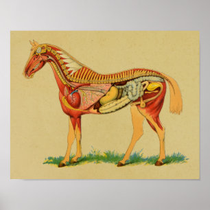 Poster Copie 1905 vintage d'anatomie de cheval