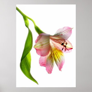 Poster Copie/affiche de beaux-arts d'enchantement