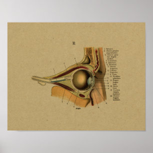 Poster Copie allemande vintage d'oeil d'anatomie