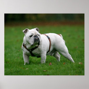 Poster Copie anglaise d'affiche de bouledogue