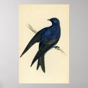 Poster Copie antique de Martin pourpre