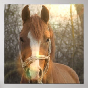 Poster Copie arabe d'affiche de cheval de châtaigne