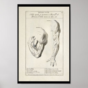 Poster Copie artistique d'art de 1691 d'anatomie muscles