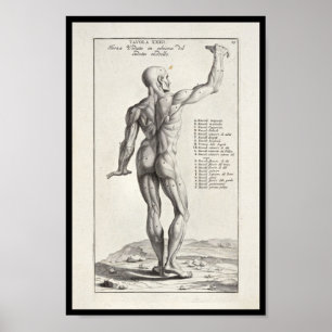 Poster Copie artistique d'art de corps de 1691 muscles