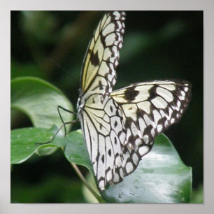 Poster Copie blanche et noire de papillon