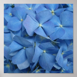 Poster Copie bleue d'hortensia
