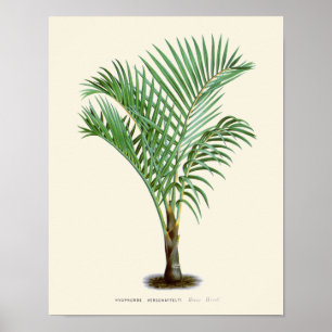 Poster Copie botanique de paume vintage