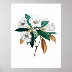 Poster Copie botanique de rhododendron