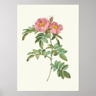 Poster Copie botanique de rose vintage de rose