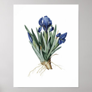 Poster Copie botanique des IRIS originaux par Redoute