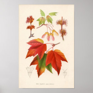 Poster Copie botanique - érable rouge (rubrum d'acer)