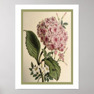 Poster Copie botanique vintage 12 x 16 d'hortensia