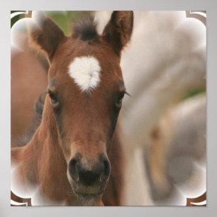 Poster Copie d'affiche de bébé de cheval